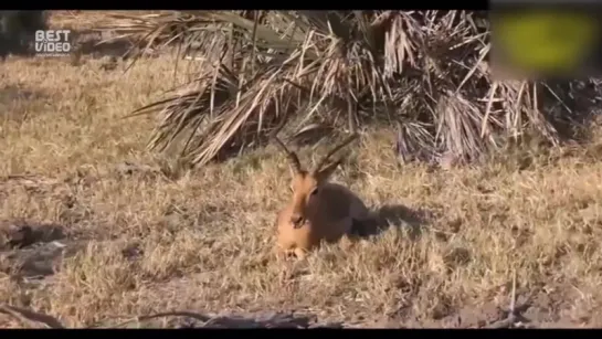 Когда животные спасают друг друга