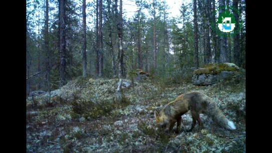 Заповедник "Костомукшский". Животные, лето 2019