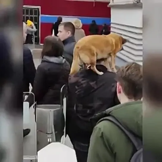 Необычная переноска собаки в петербургском метро