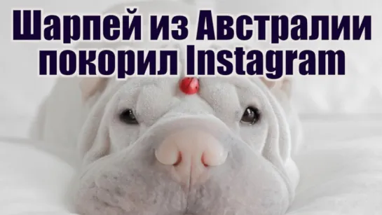 Шарпей из Австралии покорил Instagram