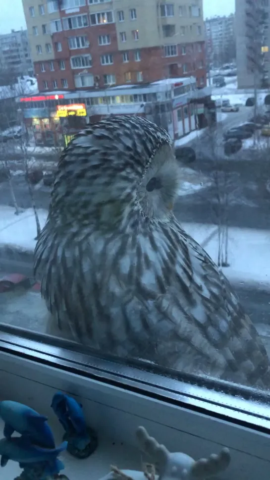 Незваная гостья🦉