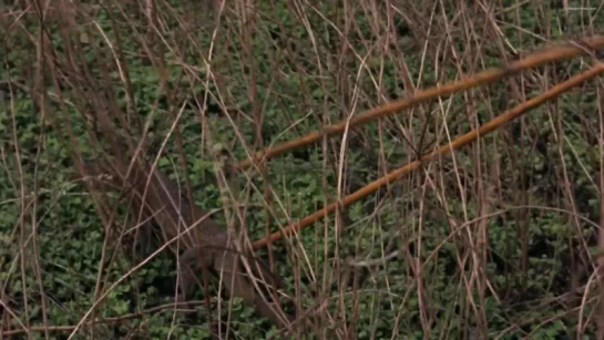 Jenny Agutter - Walkabout (1971)