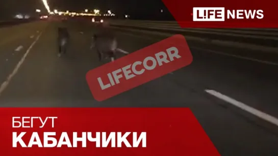 В Санкт-Петербурге на КАД выбежали 2 кабана