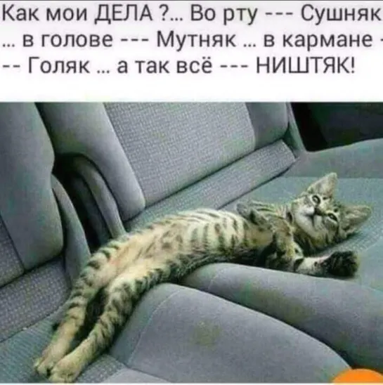 Кот 🐈🙀😻👍🏻 Тебе нормально  🌼😜 🤣 ► Юмор ◄ ╬₪🤣😉● Прикол