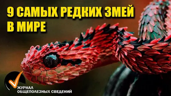 13 Самых Редких Змей в Мире