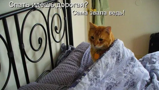 Котик Иди ложись спать ♛ 😜😉► #Прикол ◄ ╬₪🤣😉●👍🏻 #Юмор