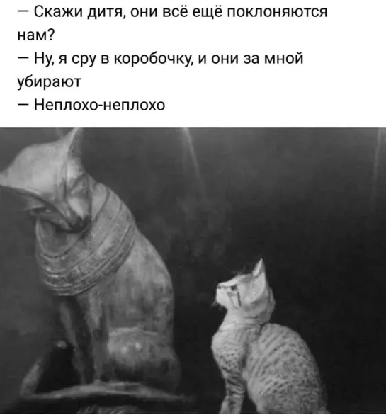 Животные  ✅🐶😹 Сбегают 🐩🐶😹