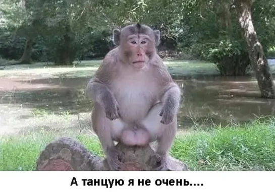 Танцую 🕺🏾💃🏾🦧◄►🐒🕺🏾🦧 я не очень