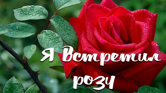 Я встретил розу  ꧁ღ╭⊱🌹💖🌹ꕥ⊱  Она цвела ⊱ꕥ🌹💖🌹⊱╮ღ꧂