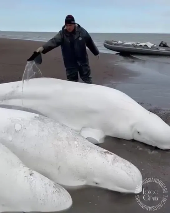 Видео от Консерватор