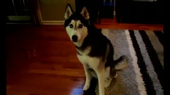 Mishka says 12 words - Dog Talking