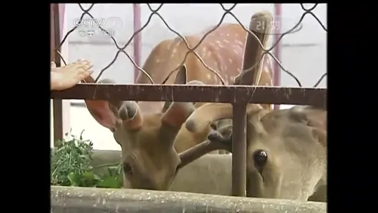 Олень ''Лу''. Пятнистый Олень ''МэйХуаЛу'' (олень в цветах сливы, лат. Cervus nippon).