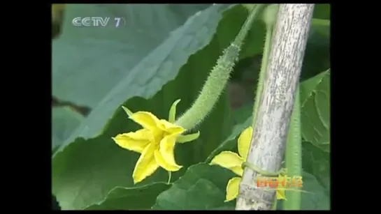 🍃🍀🌿 Цаншаньские овощи на выставке ''Shanghai Expo'' - момордика харанция (китайская горькая тыква) и баклажаны...🌿🍀🍃