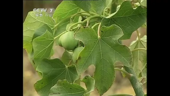 🌿🍃🌿 Ятрофа куркас ''МаФэнШу'' (лат. Jatropha curcas).