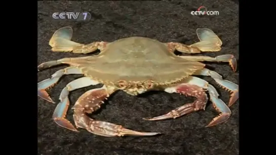 🦀⭐🦀 Морские продукты, дары моря ''ХайЧань''. Краб ''Се''.  Краб-портунус (лат. Portunus) ''СоЦзыСе''.