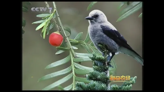 Тис ягодный, китайское тисовое дерево (лат. Taxus baccata) 红豆杉 ''hóngdòushān'' (ХунДоу Шань).