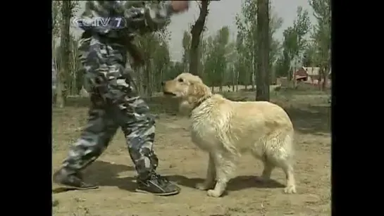 Кинолог. Дрессировщик собак 训犬师 (02).✌🏻✨