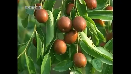 🍃🌿🍀 Мармеладное дерево, мармелад, или зизифус настоящий (Zizyphus jujuba), китайский финик。🍃