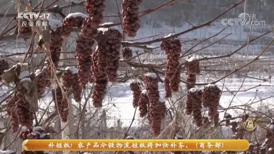 Виноград 葡萄 ''PúTáo'' (пу`тао). Сбор винограда зимой!