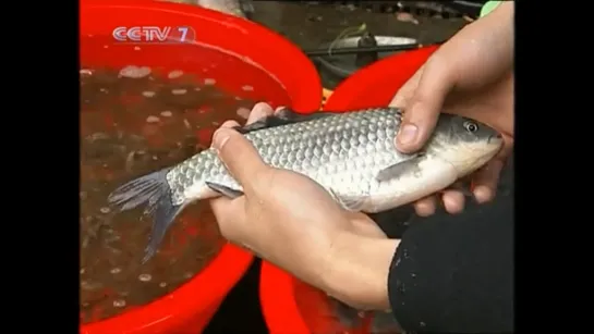 Как выбирать и есть рыбу 怎样选择和食用鱼类 。💚🍃✌🏻