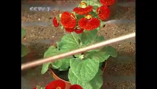 Методы выращивания кальцеолярии 蒲包花 (Calceolaria hybrida) 蒲包花栽培技术