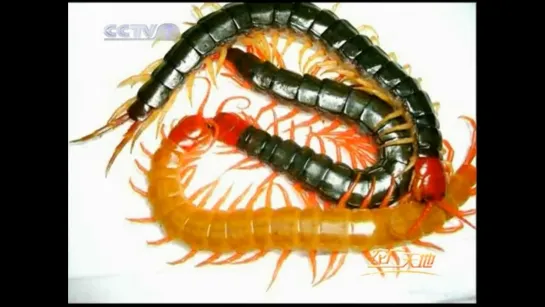 Гигантская сколопендра (лат. Scolopendra gigantea) 蜈蚣 [wúgōng] «У'Гун» .