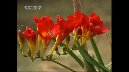 ✨ Фрезия гибридная, капский ландыш (Freesia hybrida) 小苍兰 [xiǎocānglán] «СяоЦанЛань» (маленькая орхидея)。💖