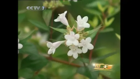 ✨ Крупноцветковая Сильвестрия, или Абелия крупноцветковая (лат. Abelia grandiflora) 大花六道木 [dàhuā liùdàomù] «ДаХуа ЛюДаоМу»。🌿