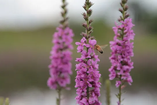 Технология выращивания Lythrum chinensis 千屈菜栽培技术 - Дербенник иволистный (千屈菜)