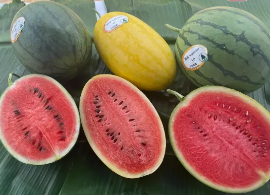 Разнообразие сортов Арбузов выращиваемых в Китае 西瓜品种.🍉✌🏻 Арбуз 西瓜 xīguā (сигуа, западная дыня).🍉