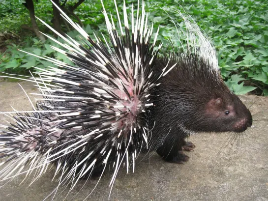 Дикобраз (лат. Hystrix cristata) 豪猪 háozhū (ХаоЧжу) - редкое дикое животное с высокой экономической ценностью.💖👍🏻