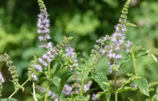 Мята перечная, мята (лат. Mentha arvensis) 薄荷 (bòhe) «БоХэ». 🍃✌🏻 ✔ Технология выращивания и первичная переработка мяты.