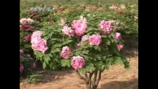 Пион древовидный 木芍药 (mù sháoyào) «Му ШаоЯо, древесное лекарство», либо Пион полукустарниковый 丹皮 (dān pí) «Дань Пи».