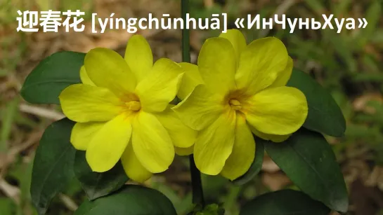 🌼 Жасмин зимний «Инчуньхуа», или Жасмин голоцветковый (лат. Jasminum nudiflorum) 迎春花 [yíngchūnhuā] «ИнЧуньХуа». 🍃🌼✌🏻