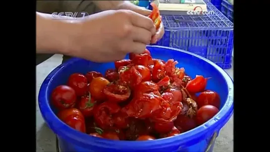 🍅🍃🍅 番茄制种 • 与 • 精量播种技术 Производство семян томатов и технология точного высева. 🍃🍅🍃