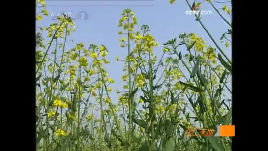 Технология механического посева рапса 油菜机械播种技术 • Рапс 油菜 [yóucài] «Ю’Цай, масло + овощ, масляный овощ» •