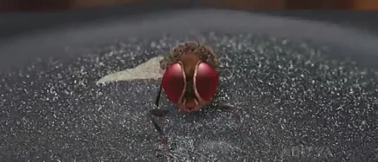 Муха / Eega (2012)