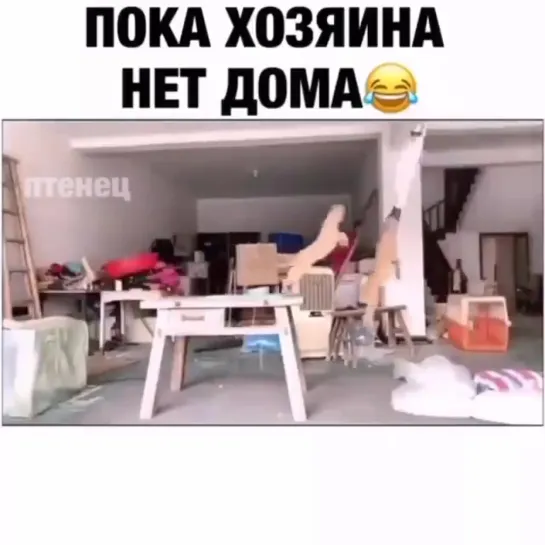 Пока хозяина нет дома