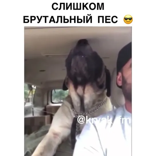 Брутальный пёс