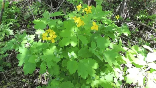 Экзема и псориаз. Чистотел 🍀 и глицерин при болезнях кожи и её шелушении (Chelidonium).