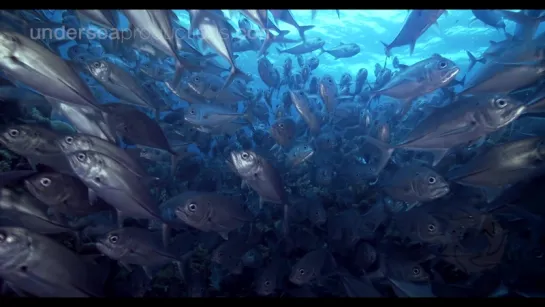 Demo Reel UHD “Undersea Realm in 4K“