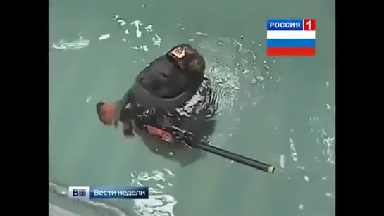 Russian Seals Vs US Navy SEAL (Русские нерпы Vs Морские котики США)