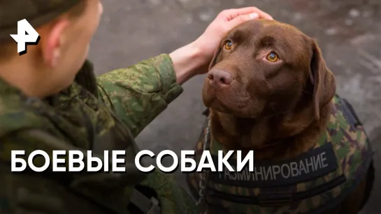 «Совбез»: боевые собаки