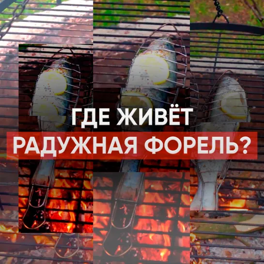 Где живёт радужная форель?