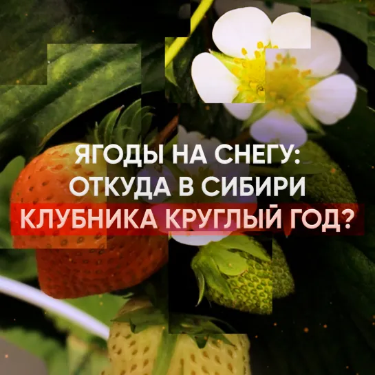 Ягоды на снегу: откуда в Сибири клубника круглый год?