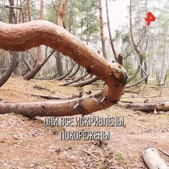 Чем интересен "танцующий лес"?