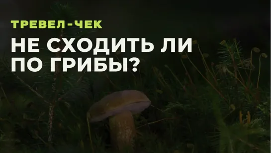 Не сходить ли по грибы?