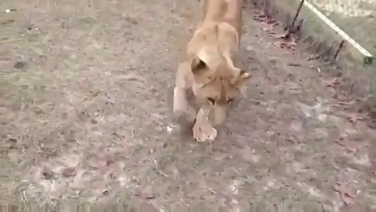 Собаки играют с тиграми и львами / Dogs playing with tigers and lions