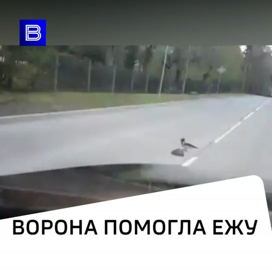 Ворона помогла ежу