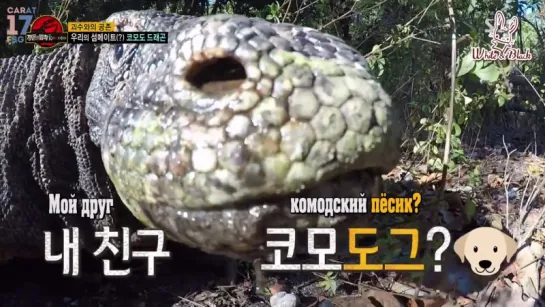 [Комодо] Law of the Jungle  277/ Закон Джунглей 277